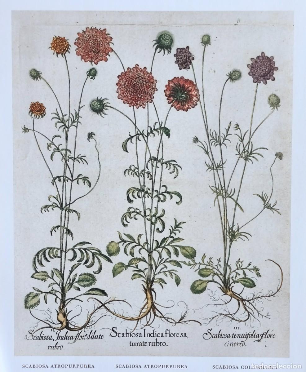 Arte: L&aacute;mina de Bot&aacute;nica Scabiosas. L&aacute;minas plantas 20x14 cms.