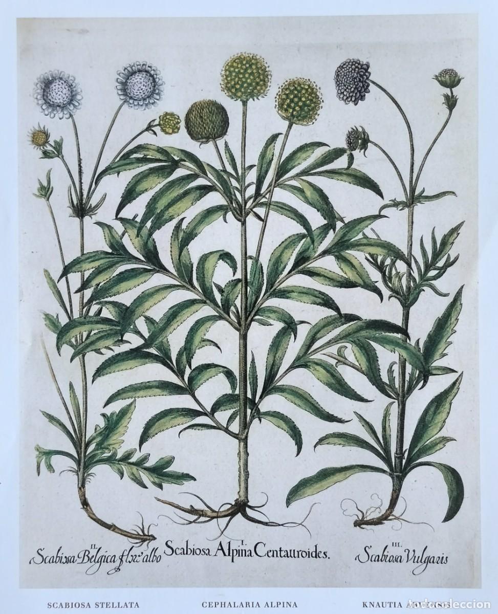 Arte: L&aacute;mina de Bot&aacute;nica Scabiosas. L&aacute;minas plantas 20x14 cms.