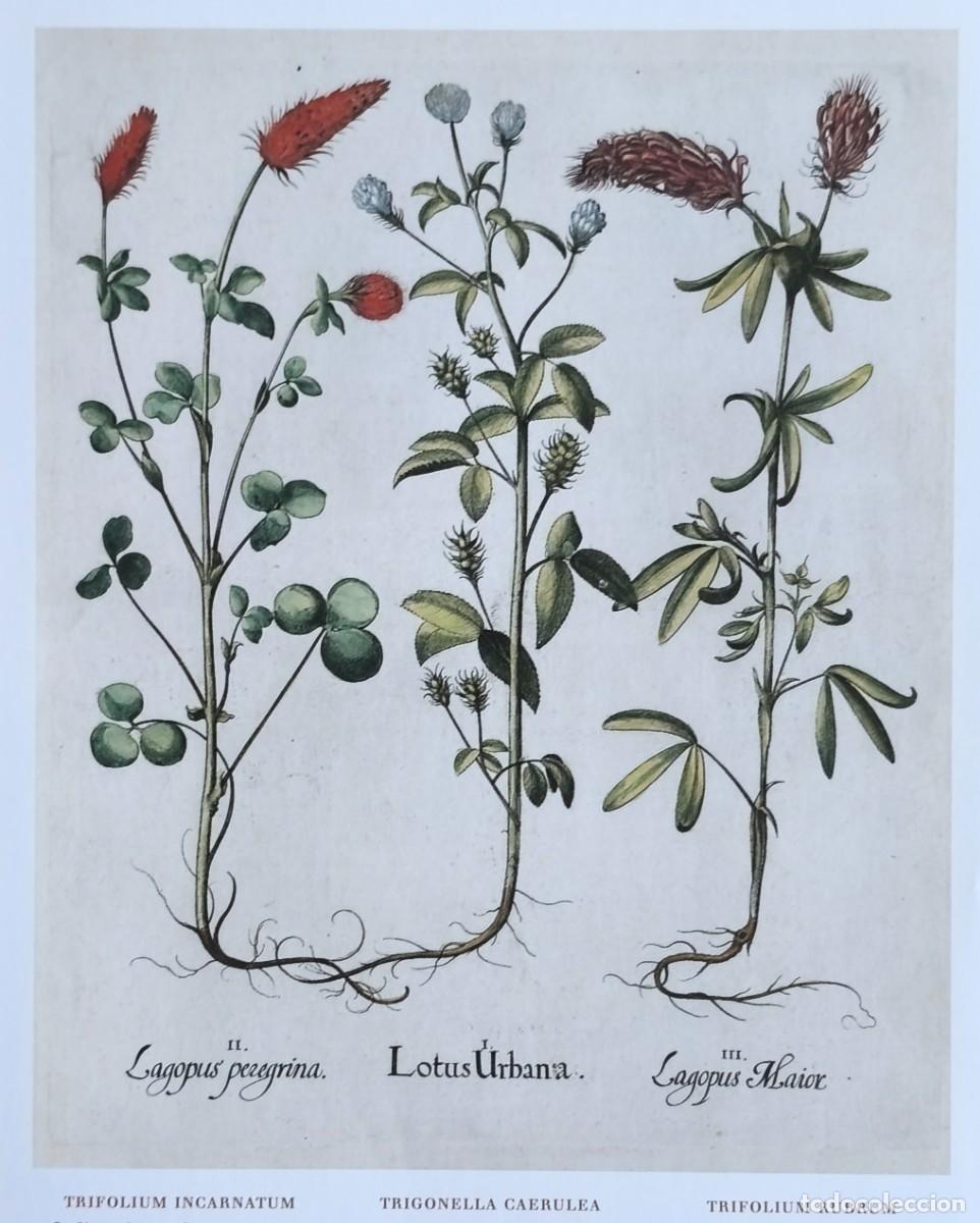 Arte: L&aacute;mina de Bot&aacute;nica Trifolio y Trigonella. L&aacute;minas plantas 20x14 cms.