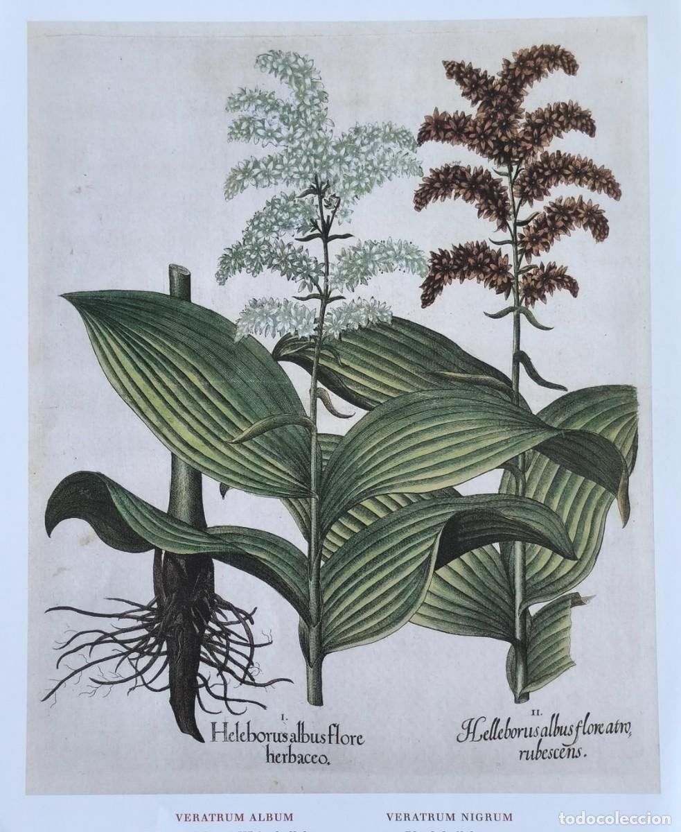 Arte: L&aacute;mina de Bot&aacute;nica Veratrum. L&aacute;minas plantas 20x14 cms.
