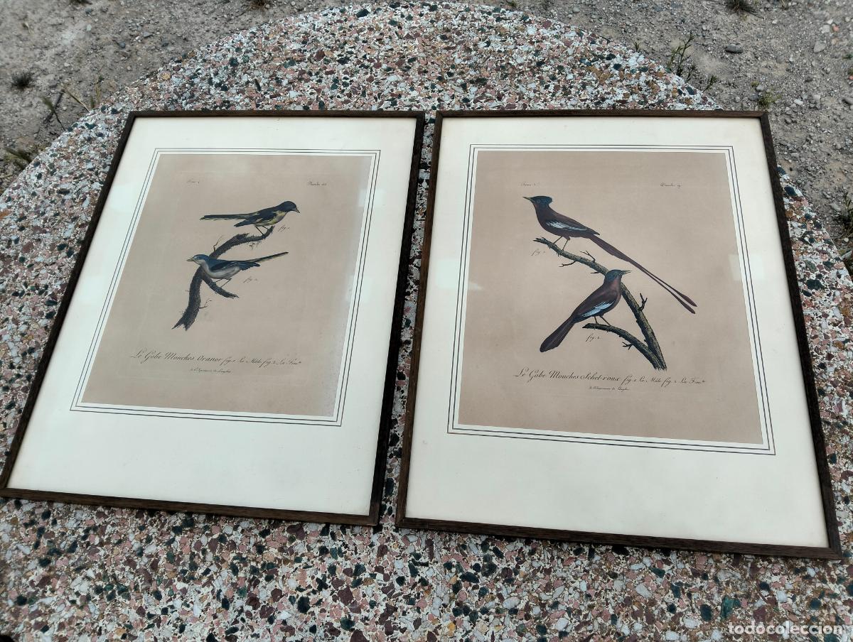 Arte: Pareja antiguos marcos de madera a&ntilde;os 30-40 l&aacute;minas litograf&iacute;as dibujos de p&aacute;jaros 56 x 43 cm aprox.