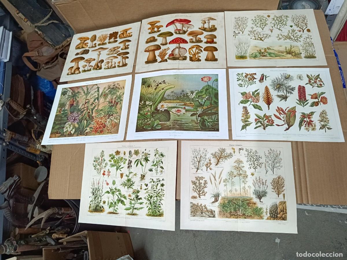 Kunst: LOTE DE 8 ANTIGUAS LAMINAS, FLORA Y MICOLOGIA, PLANTAS HONGOS SETAS, PPS S. XX -PLA
