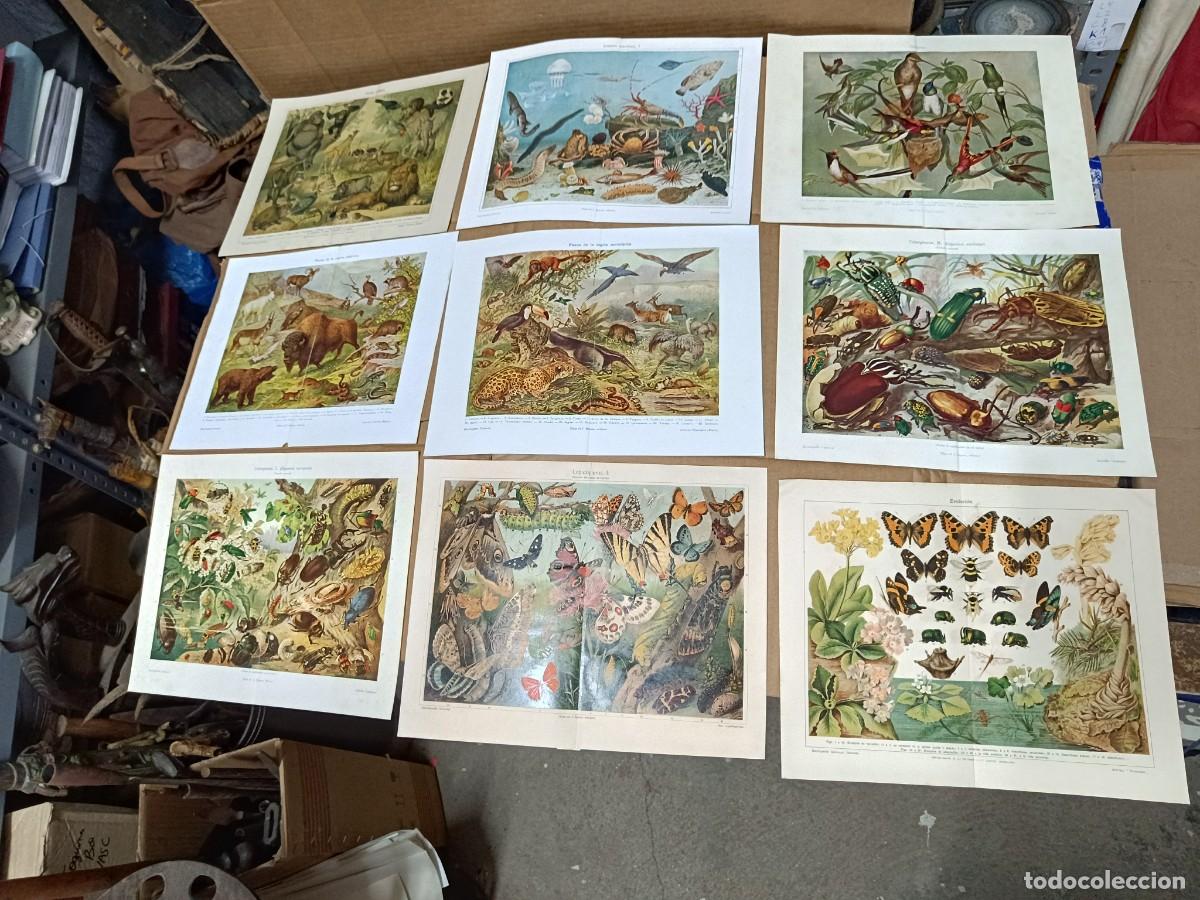 Kunst: LOTE DE 9 ANTIGUAS LAMINAS, FAUNA Y COLEOPTEROS, ANIMALES, INSECTOS, MARIPOSAS, PPS S. XX -PLA