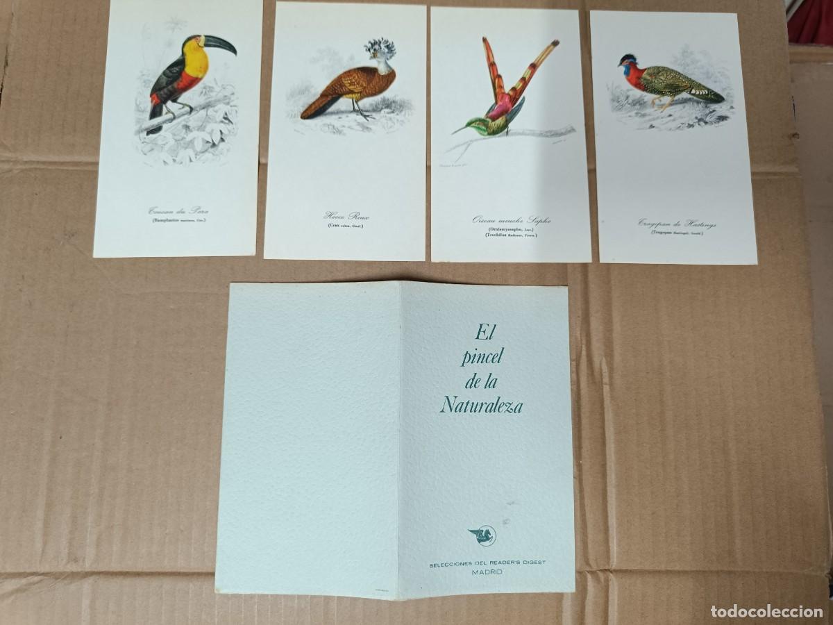 Arte: LOTE DE 4 ANTIGUAS LAMINAS DE PAJAROS, AVES, EL PINCEL DE LA NATURALEZA, READER'S DIGEST - P25