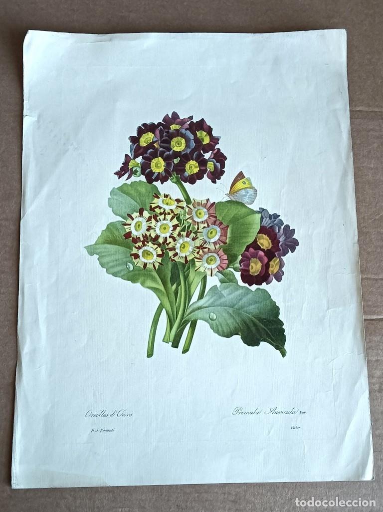 Art: Antigua l&aacute;mina de plantas - Oreilles d&acute;ours - Primula auricula