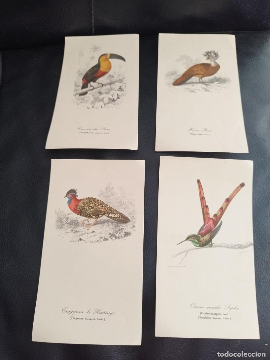 Arte: 4Cuatro Antiguas L&aacute;minas de Aves para enmarcar. Tama&ntilde;o 10,5 X 18,5 cms.