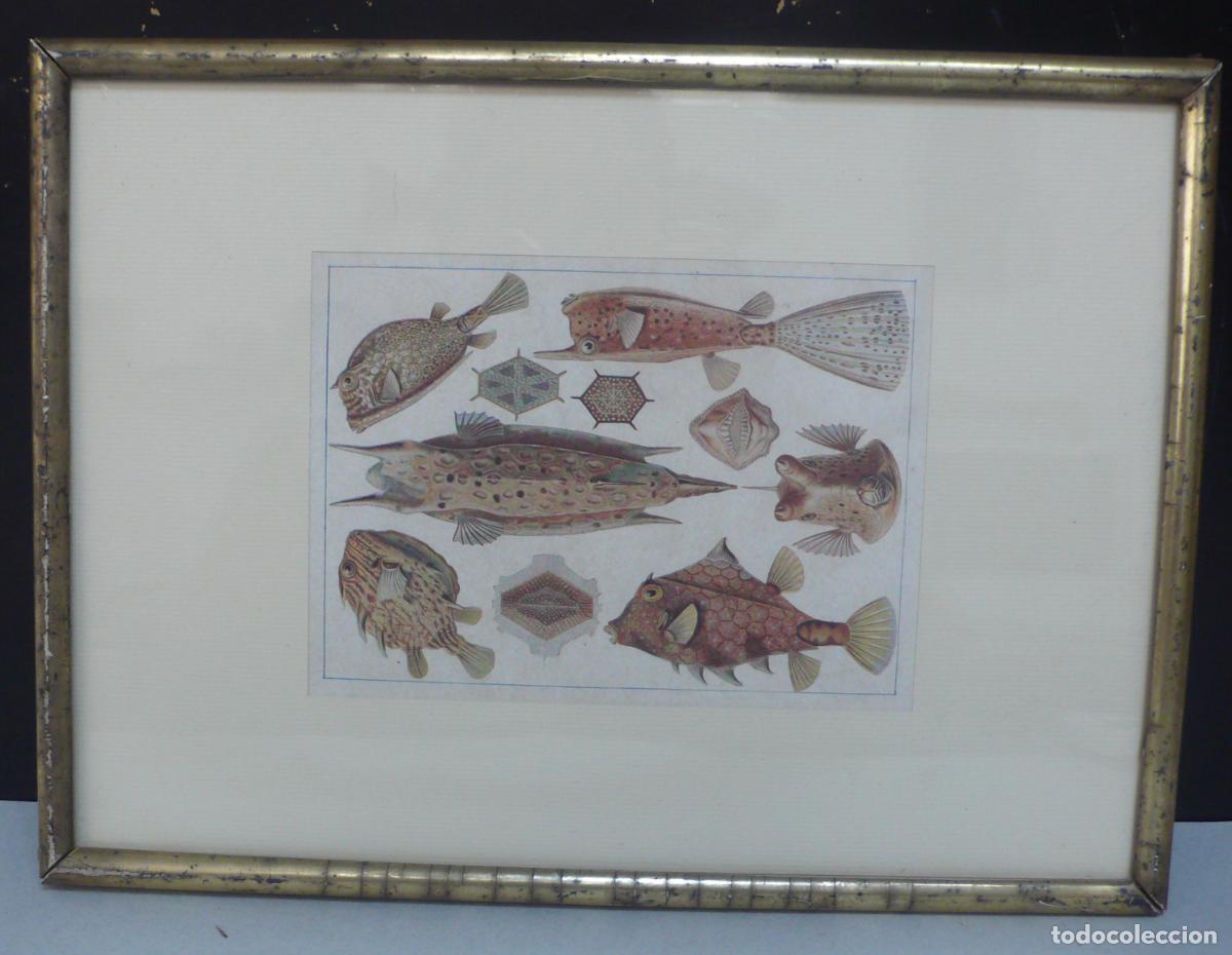 Arte: LAMINA IMPRESA DE PECES