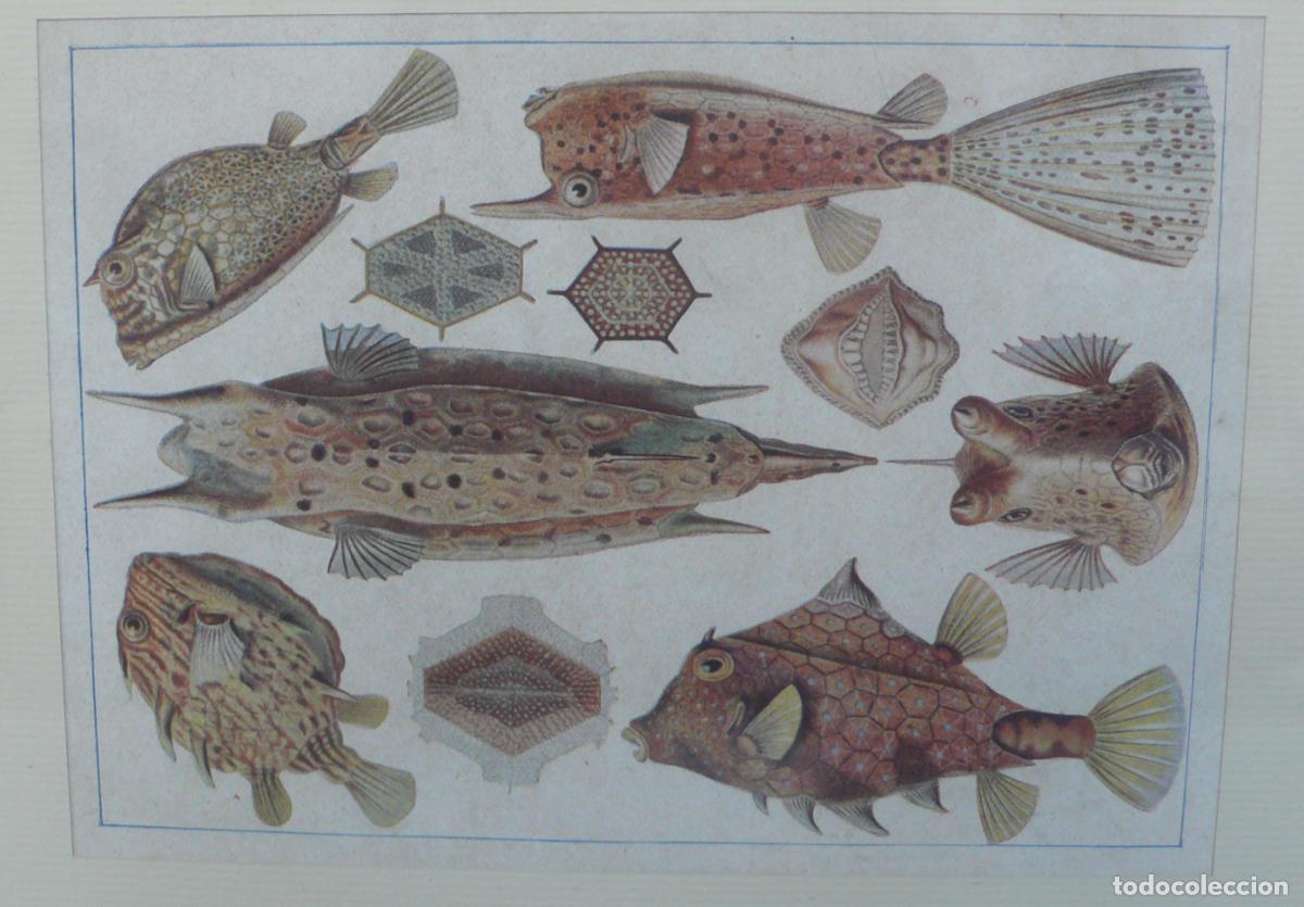 Arte: LAMINA IMPRESA DE PECES - Foto 2