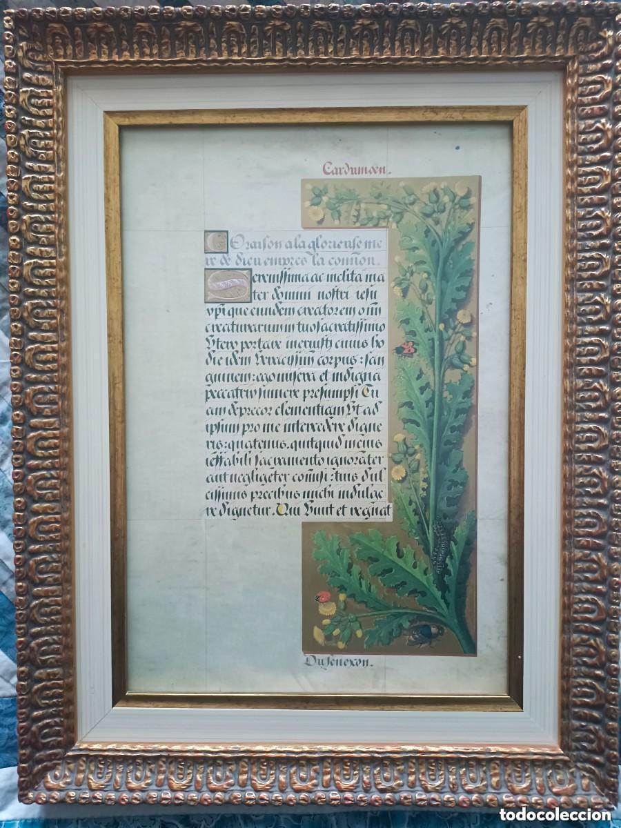 Arte: L&agrave;mina facs&iacute;mil herbario medieval