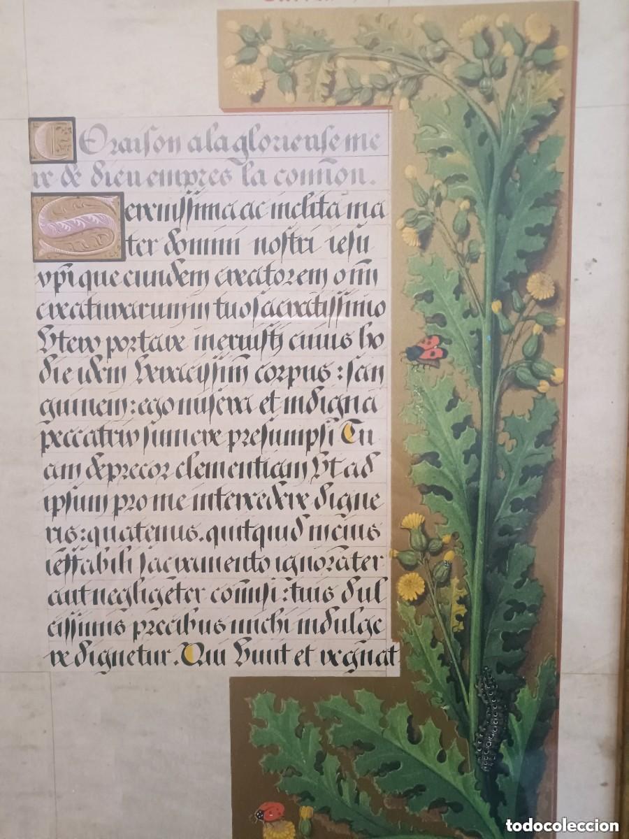Arte: L&agrave;mina facs&iacute;mil herbario medieval - Foto 2