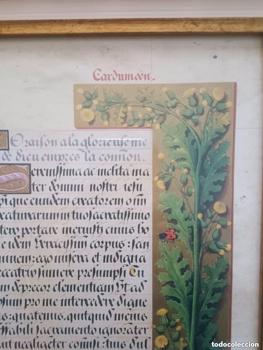 Arte: L&agrave;mina facs&iacute;mil herbario medieval - Foto 3