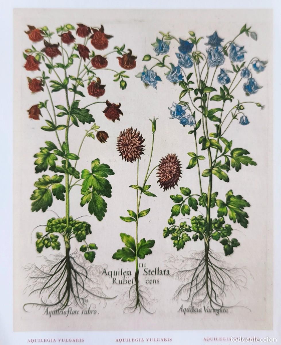Arte: L&aacute;mina de Bot&aacute;nica Aquilea. L&aacute;minas plantas 20x14 cms.