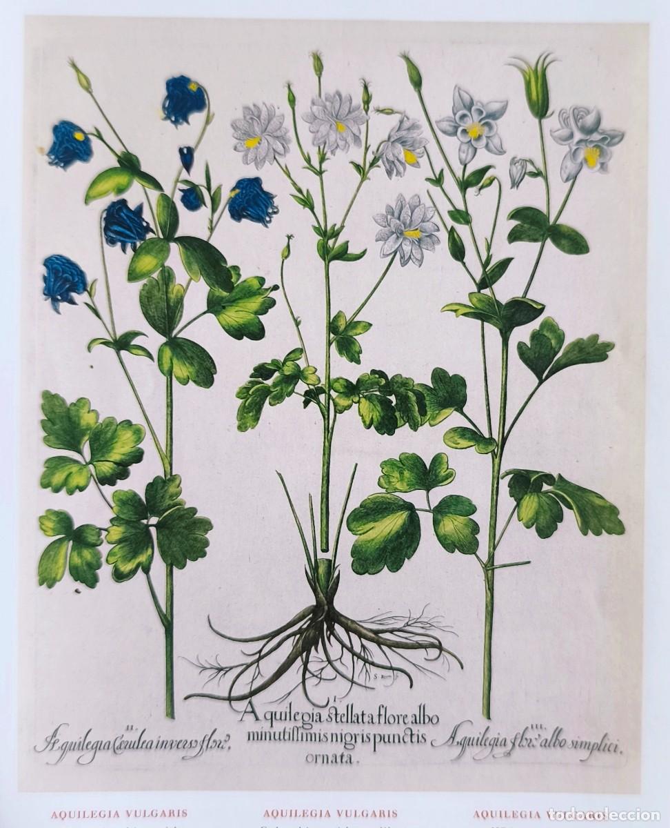 Arte: L&aacute;mina de Bot&aacute;nica Aquilea. L&aacute;minas plantas 20x14 cms.