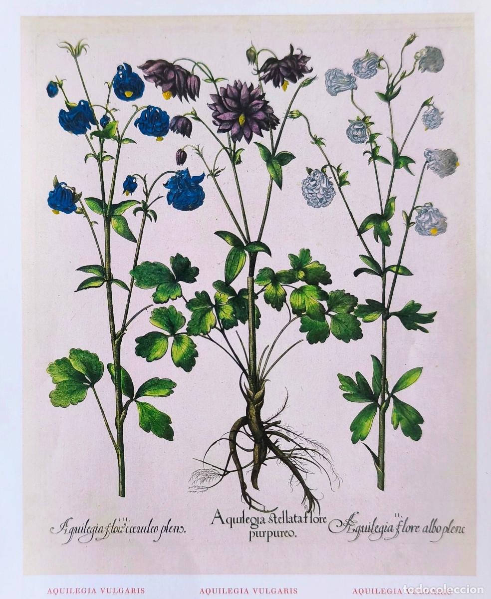 Arte: L&aacute;mina de Bot&aacute;nica Aquilea. L&aacute;minas plantas 20x14 cms.