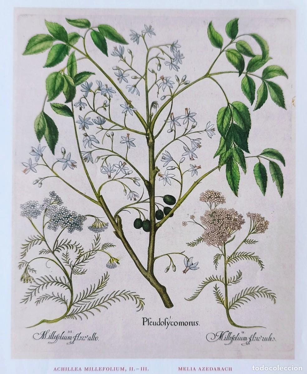 Arte: L&aacute;mina de Bot&aacute;nica Aquilea. L&aacute;minas plantas 20x14 cms.