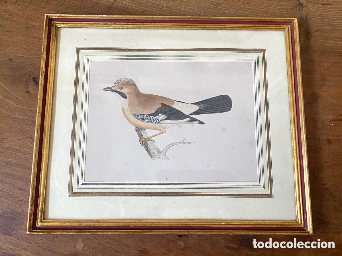 Arte: Cuadro vintage l&aacute;mina ave - Foto 2
