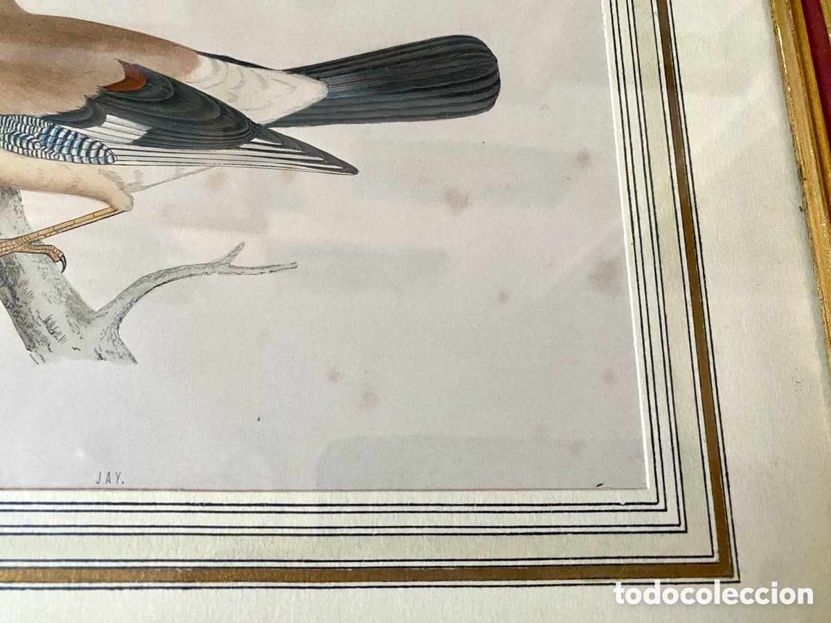Arte: Cuadro vintage l&aacute;mina ave - Foto 3
