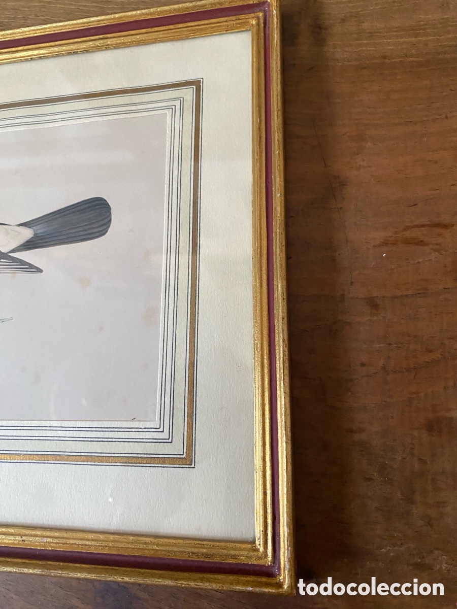 Arte: Cuadro vintage l&aacute;mina ave - Foto 5