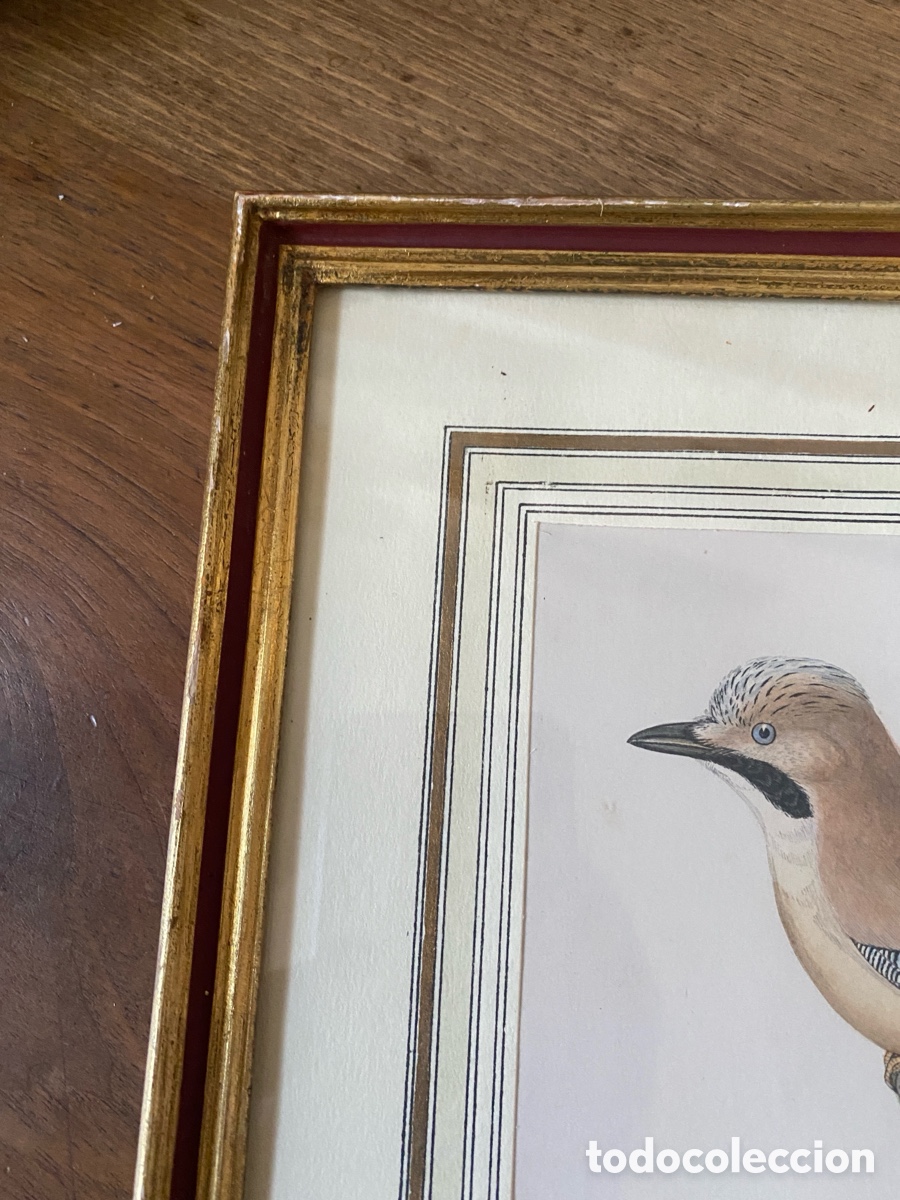 Arte: Cuadro vintage l&aacute;mina ave - Foto 6