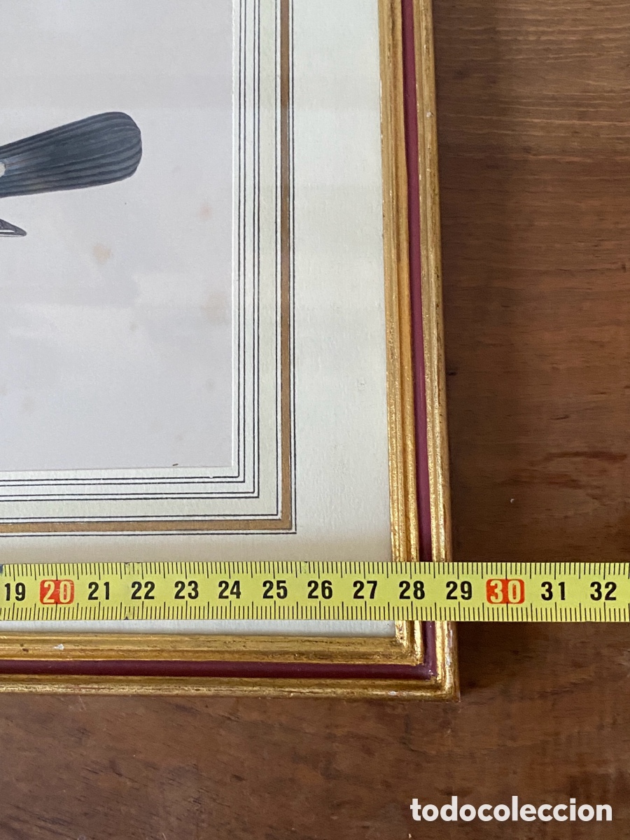 Arte: Cuadro vintage l&aacute;mina ave - Foto 8
