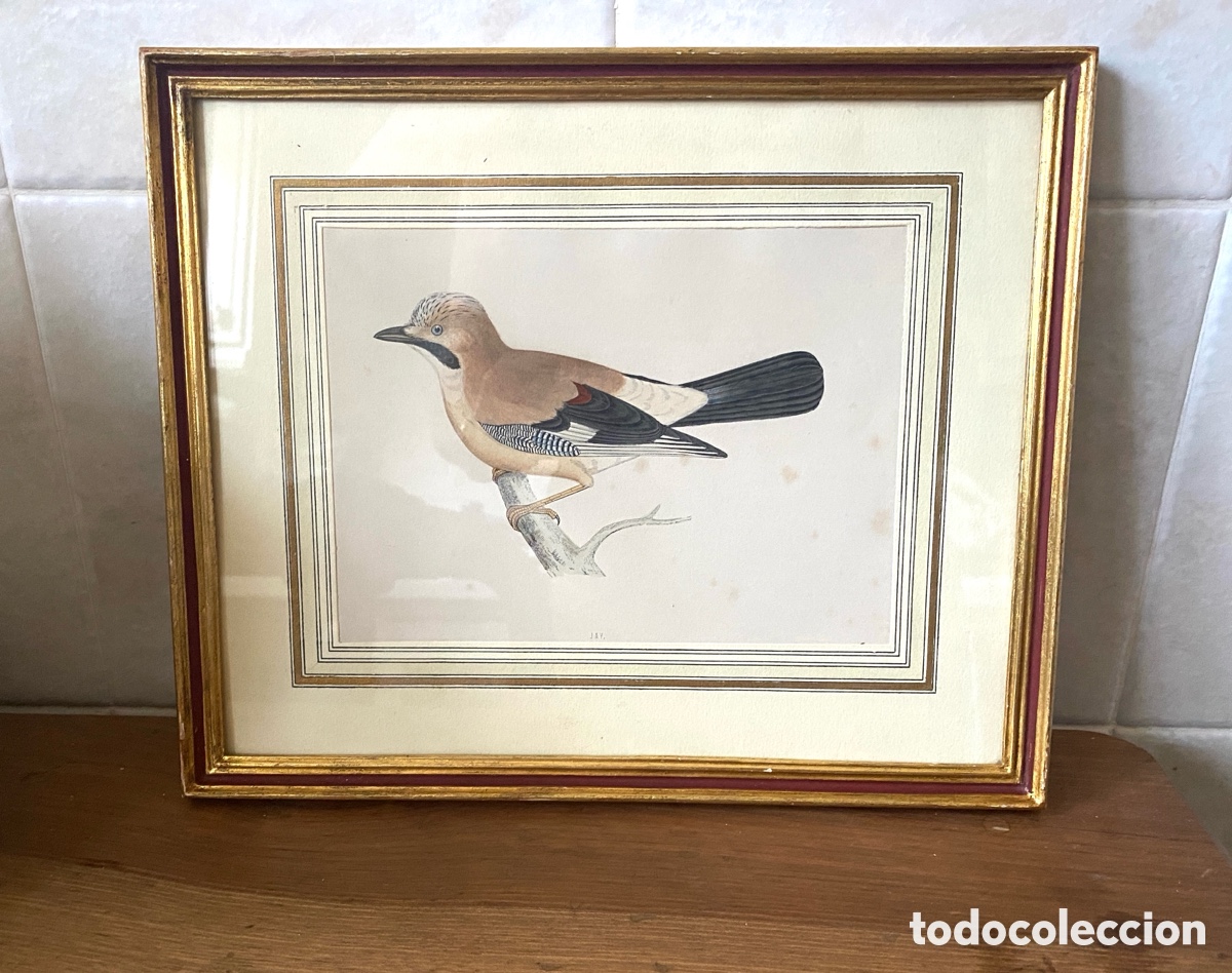 Arte: Cuadro vintage l&aacute;mina ave