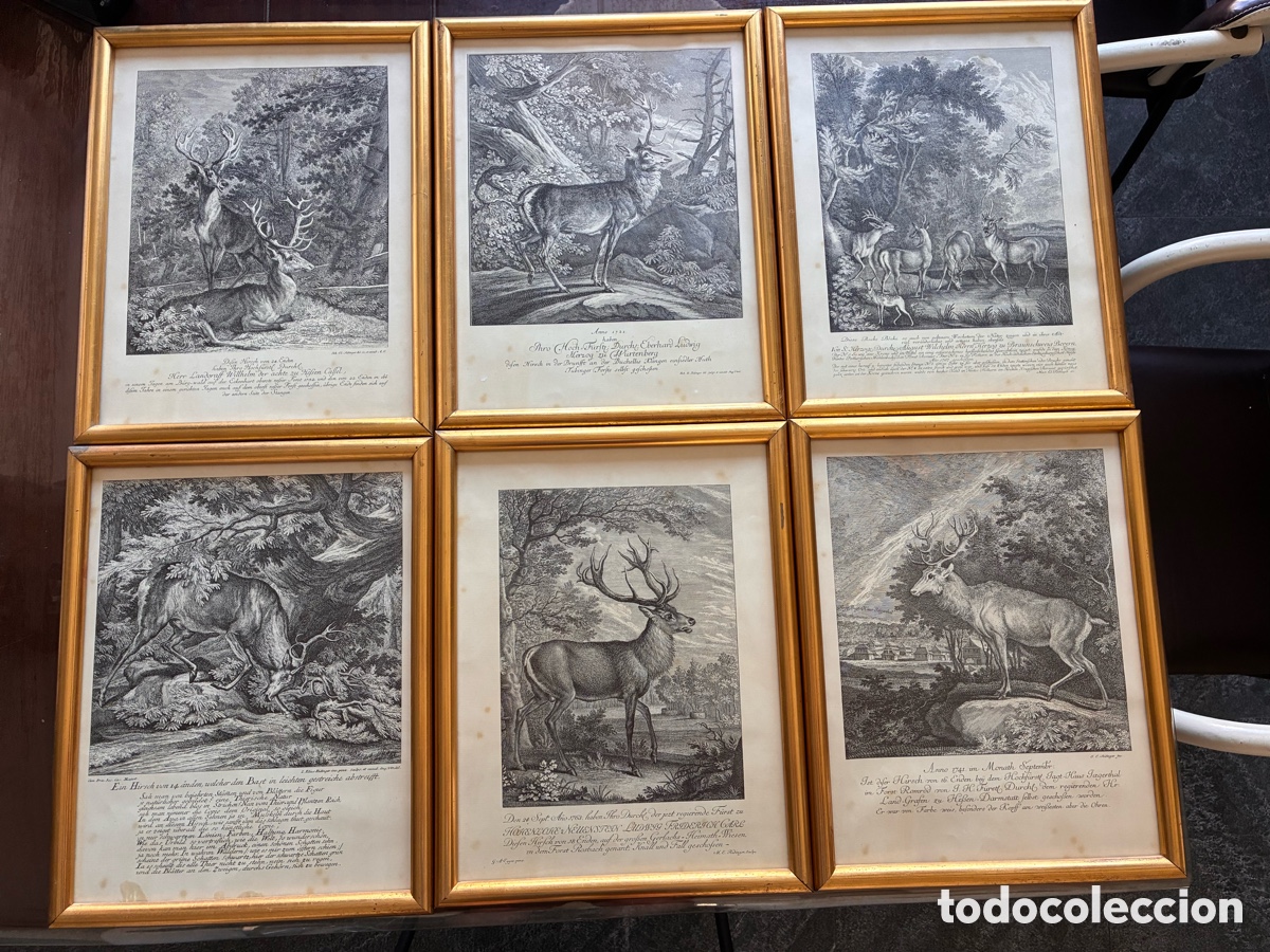 Arte: 6 laminas de Johann Elias Ridinger