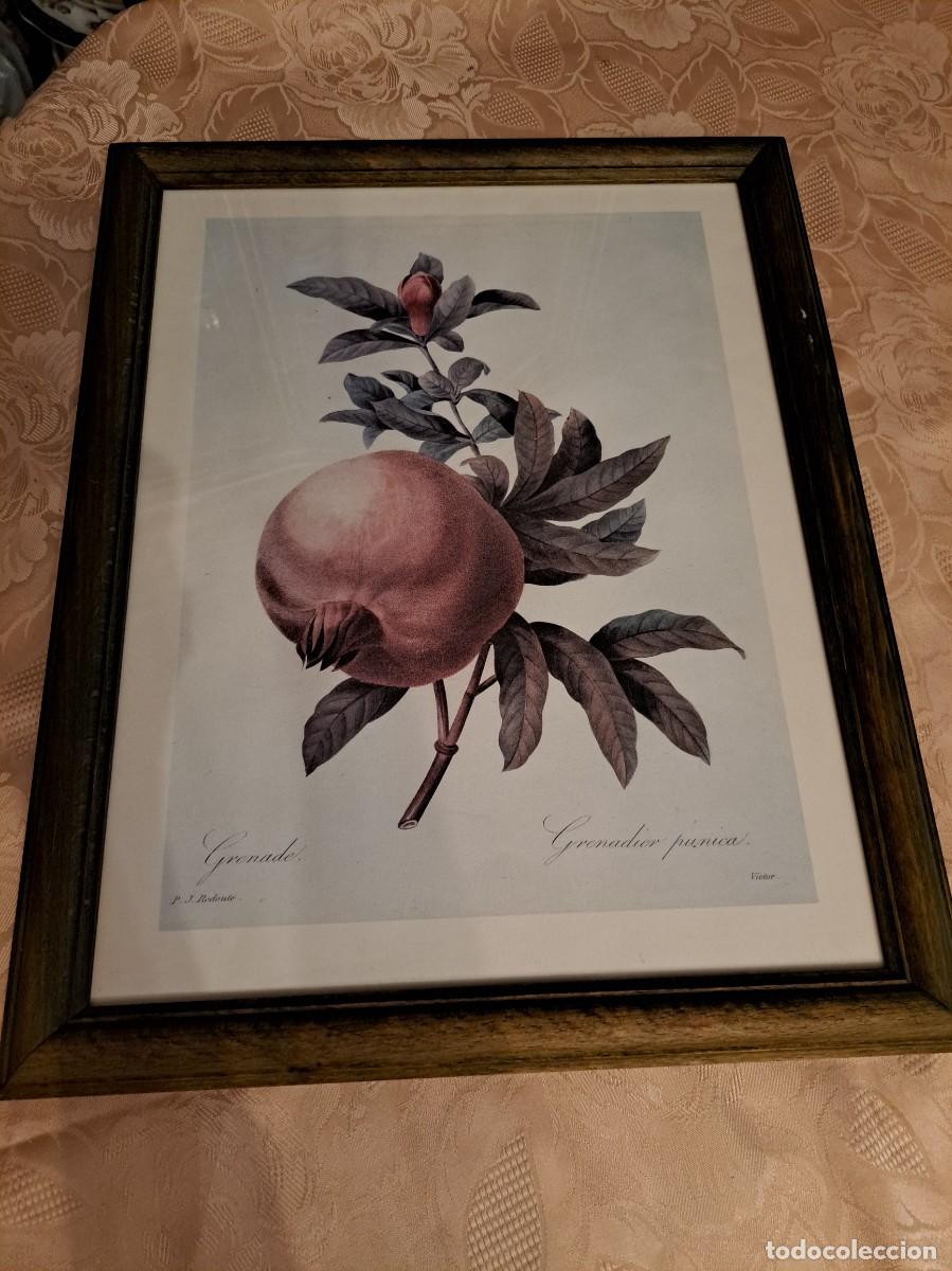 Arte: Lamina enmarcada Grenada. Fleurs et Fruits de Pierre Joseph Redoute. 1955