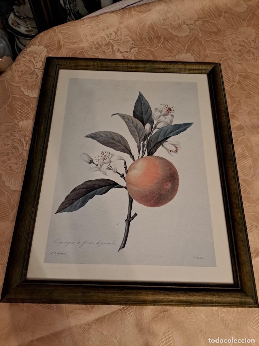 Arte: Lamina enmarcada Naranja Oranger &agrave; fruits d&eacute;prim&eacute;s de Pierre Joseph Redoute. 1955