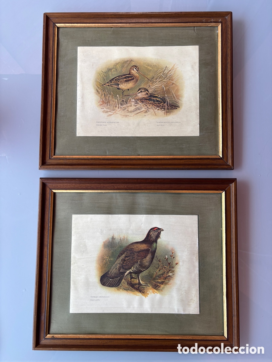 Arte: Juegos de dos l&aacute;minas con dibujos de aves.