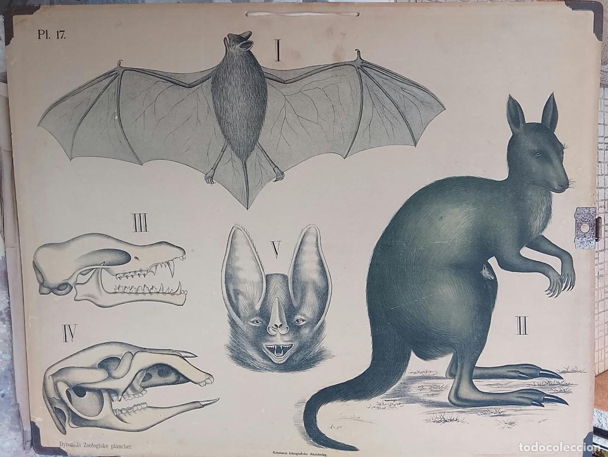 Arte: LAMINA ANTIGUA MURCIELAGO