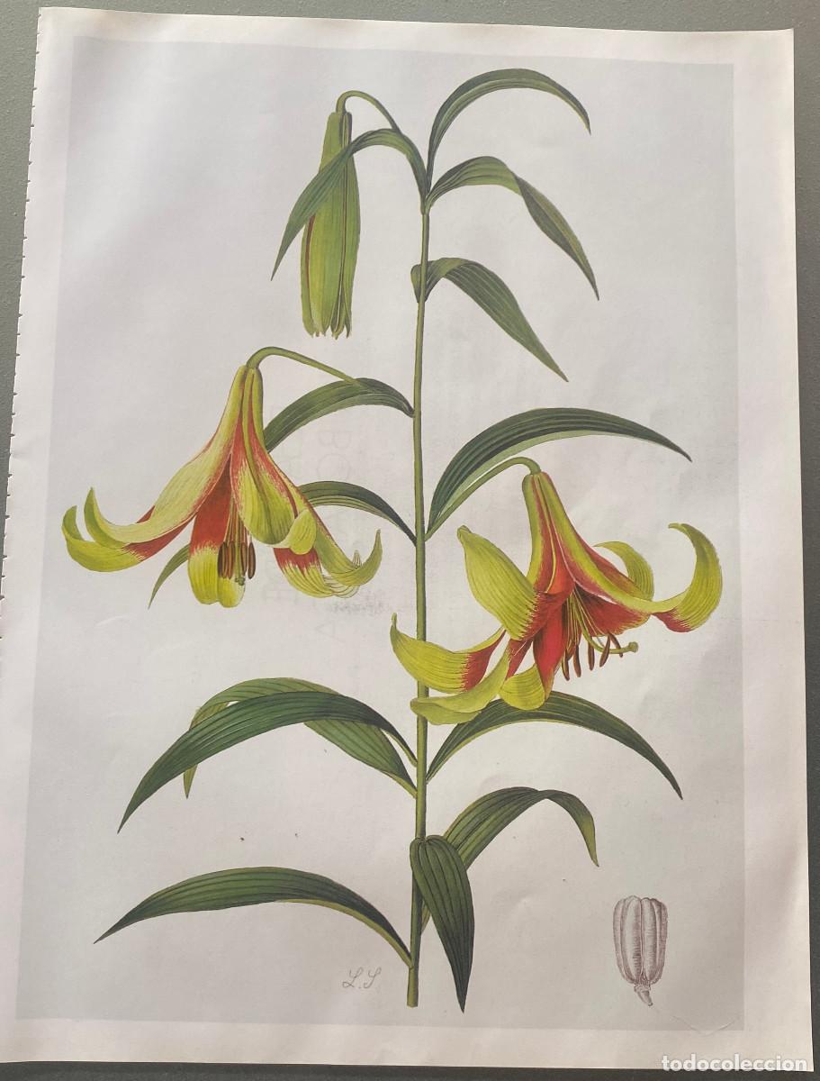 Arte: L&aacute;mina enmarcable, reproducci&oacute;n de ilustraci&oacute;n antigua. Azucena. Tama&ntilde;o A4 enmarcable. Nueva.