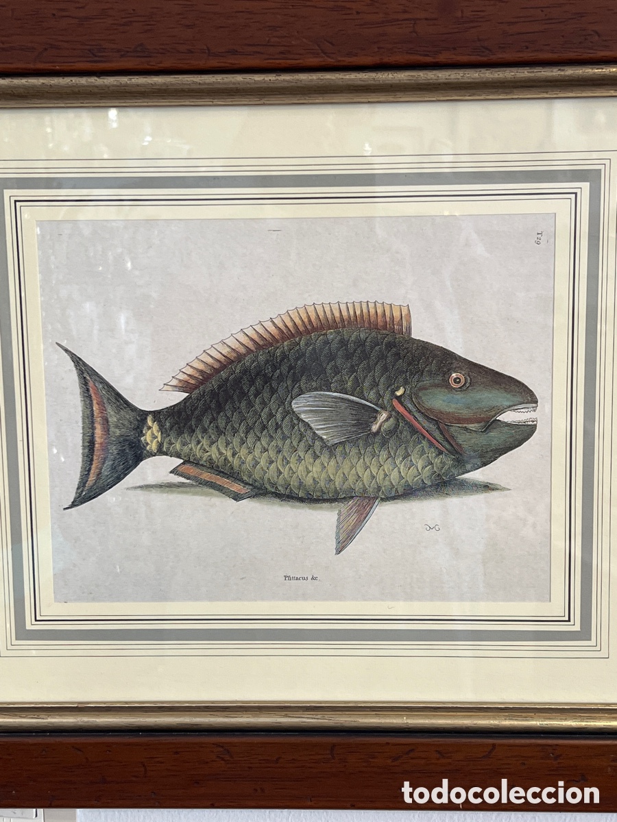 Art: REPRODUCCI&Oacute;N CL&Aacute;SICA PARROT FISH MARK CATESBY