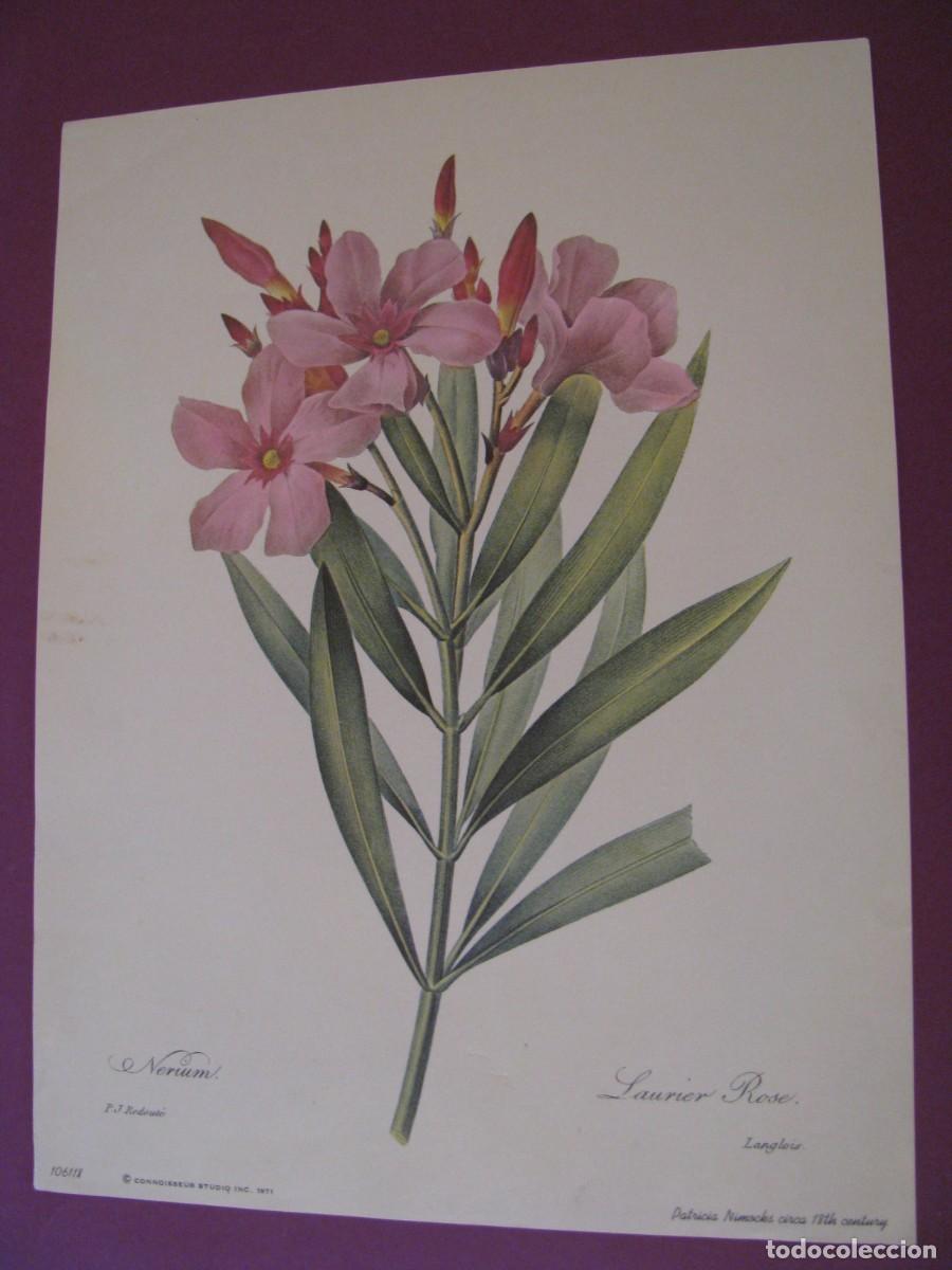 Arte: LAMINA DE P. J. REDOUTE. LAURIER ROSE. CONNOISSEUR STUDIO 1971. 25X19 CM
