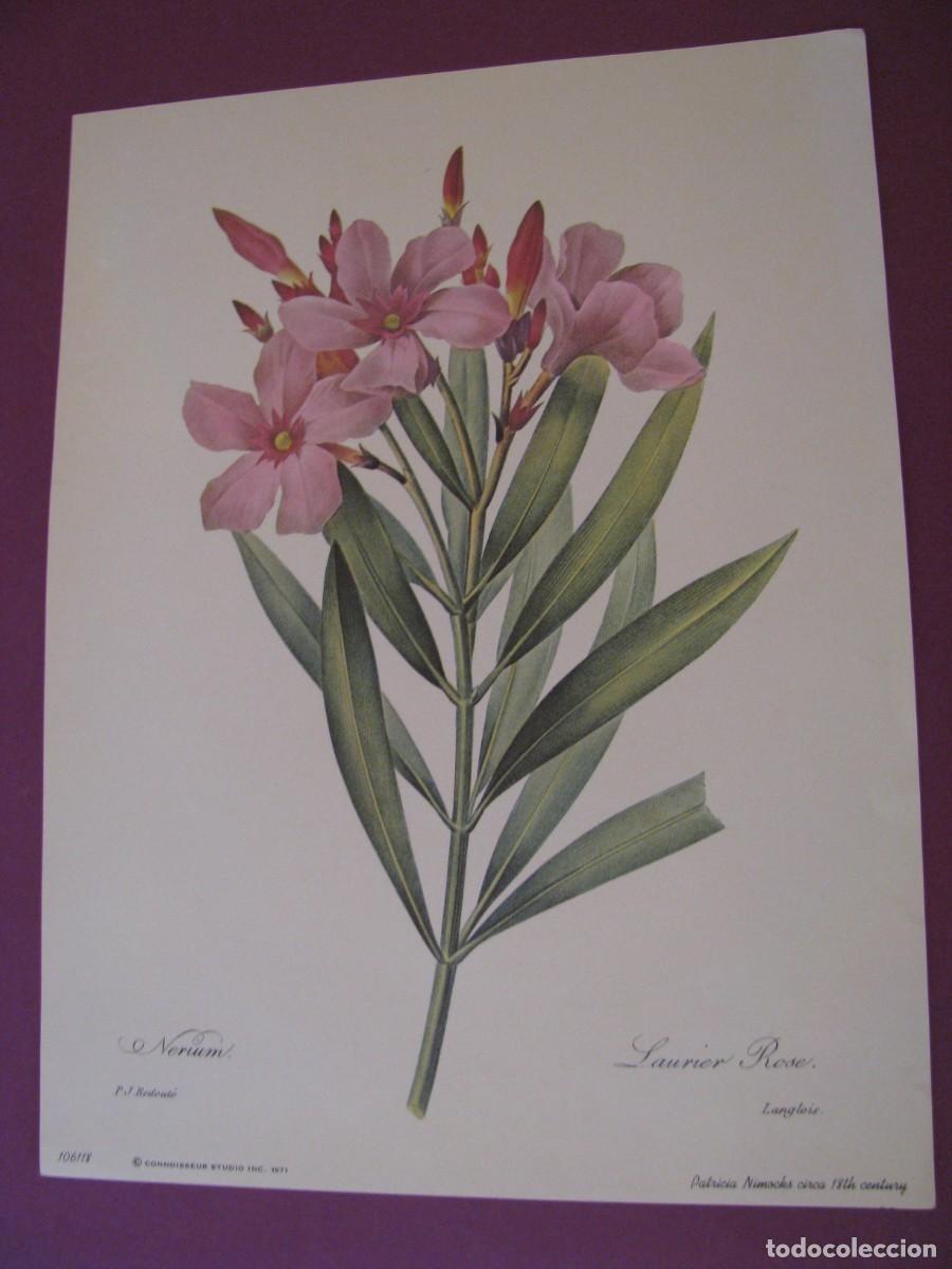Arte: LAMINA DE P. J. REDOUTE. LAURIER ROSE. CONNOISSEUR STUDIO 1971. 25X19 CM