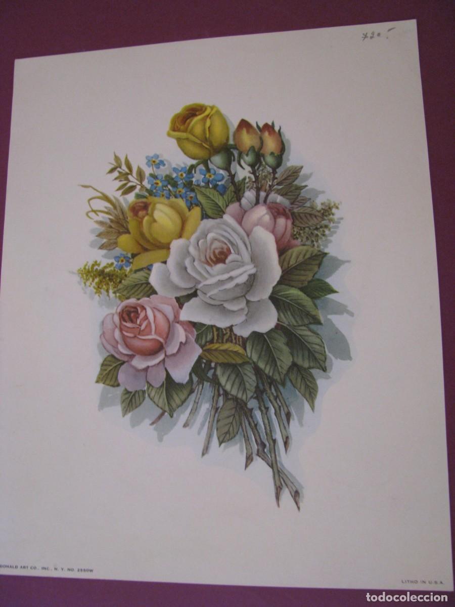 Arte: LAMINA DE DONALD ART CO. EE.UU. FLORES. 25X20 CM
