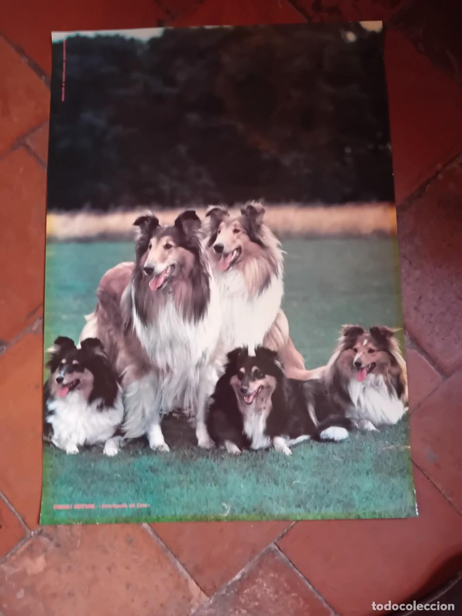 Arte: P&oacute;ster de perros collie - Foto 1