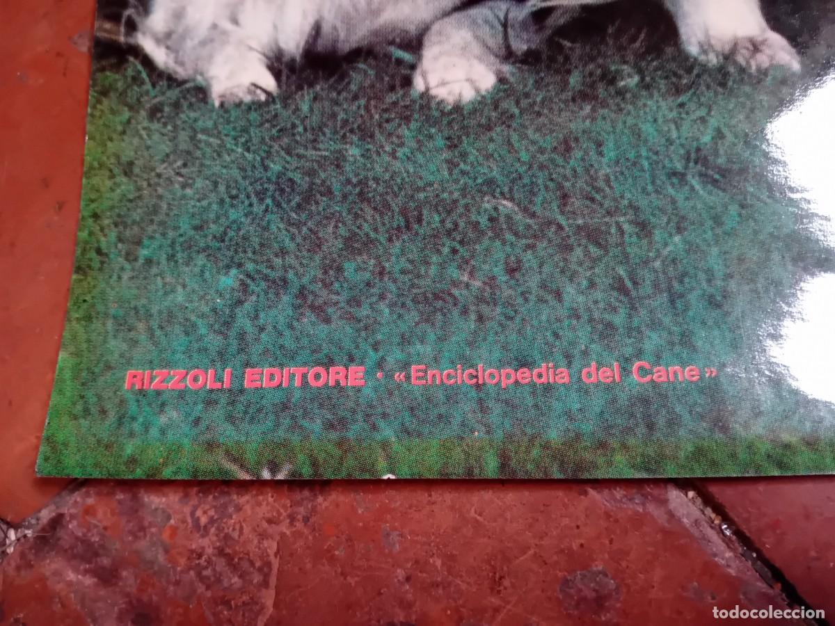 Arte: P&oacute;ster de perros collie - Foto 2