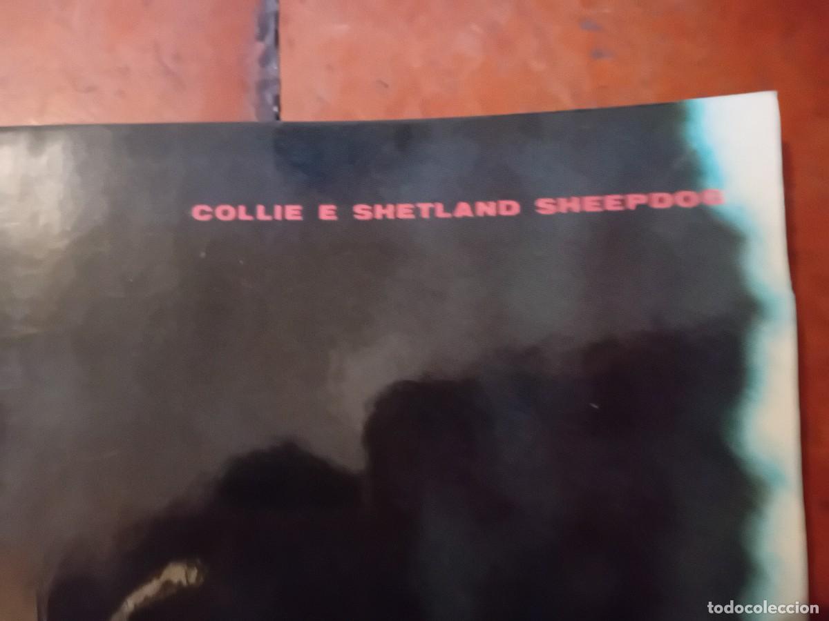 Arte: P&oacute;ster de perros collie - Foto 3