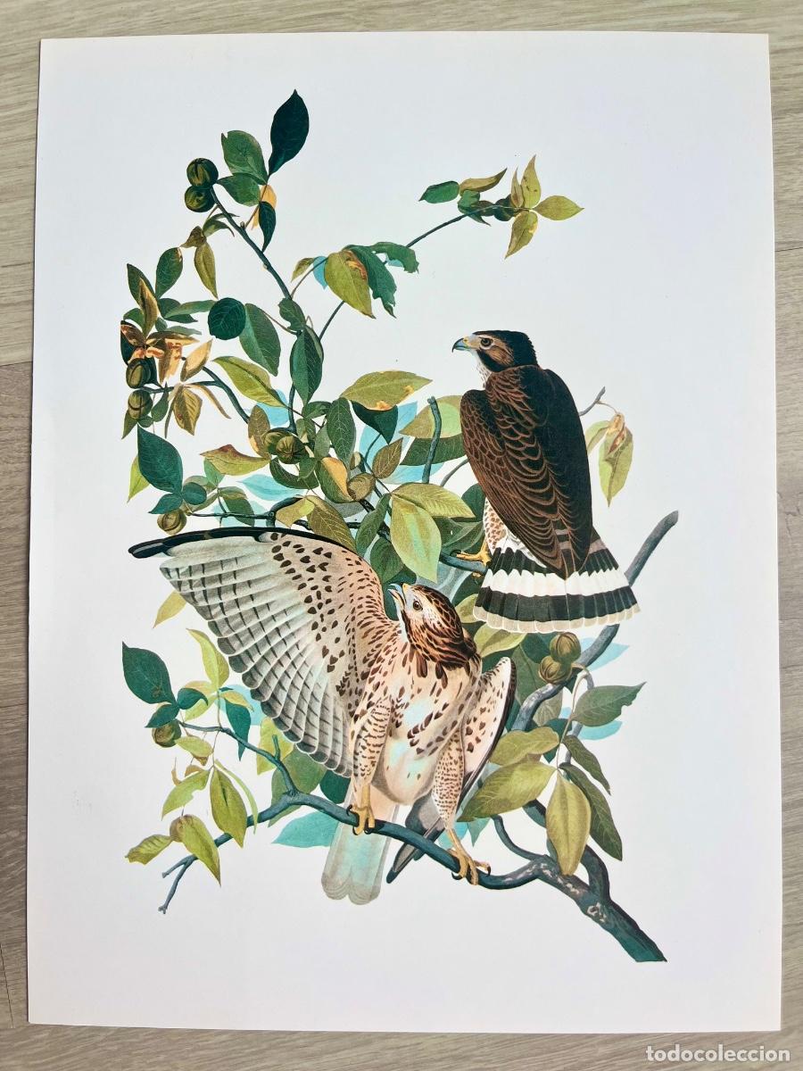 Arte: L&aacute;mina Arte Ornitolog&iacute;a John James Audubon - Rapaces / Halcones - Ed. 1979 Abrams