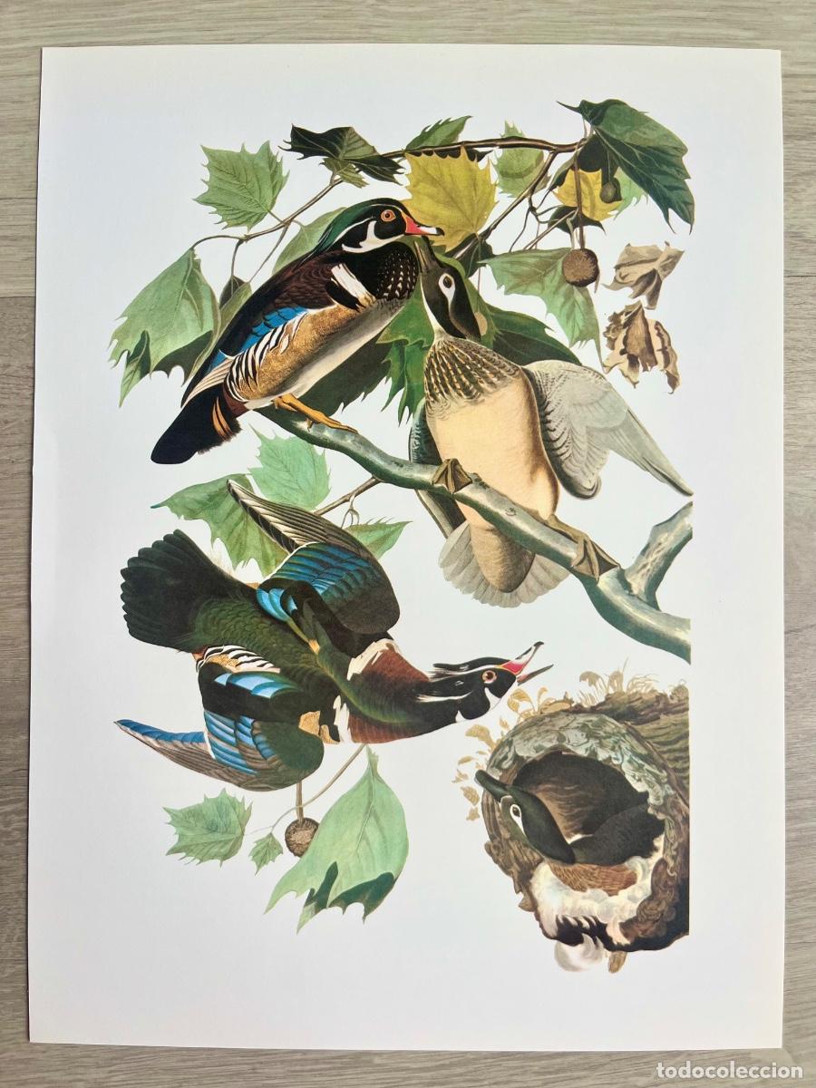 Arte: L&aacute;mina Ornitolog&iacute;a John James Audubon - Aves y Nido - Ed. Abrams 1979