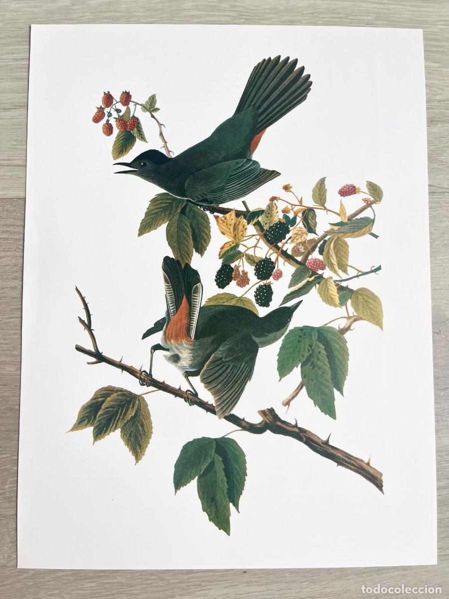 Arte: L&aacute;mina Bot&aacute;nica y Aves John James Audubon - P&aacute;jaros y Zarzamoras - Ed. 1979