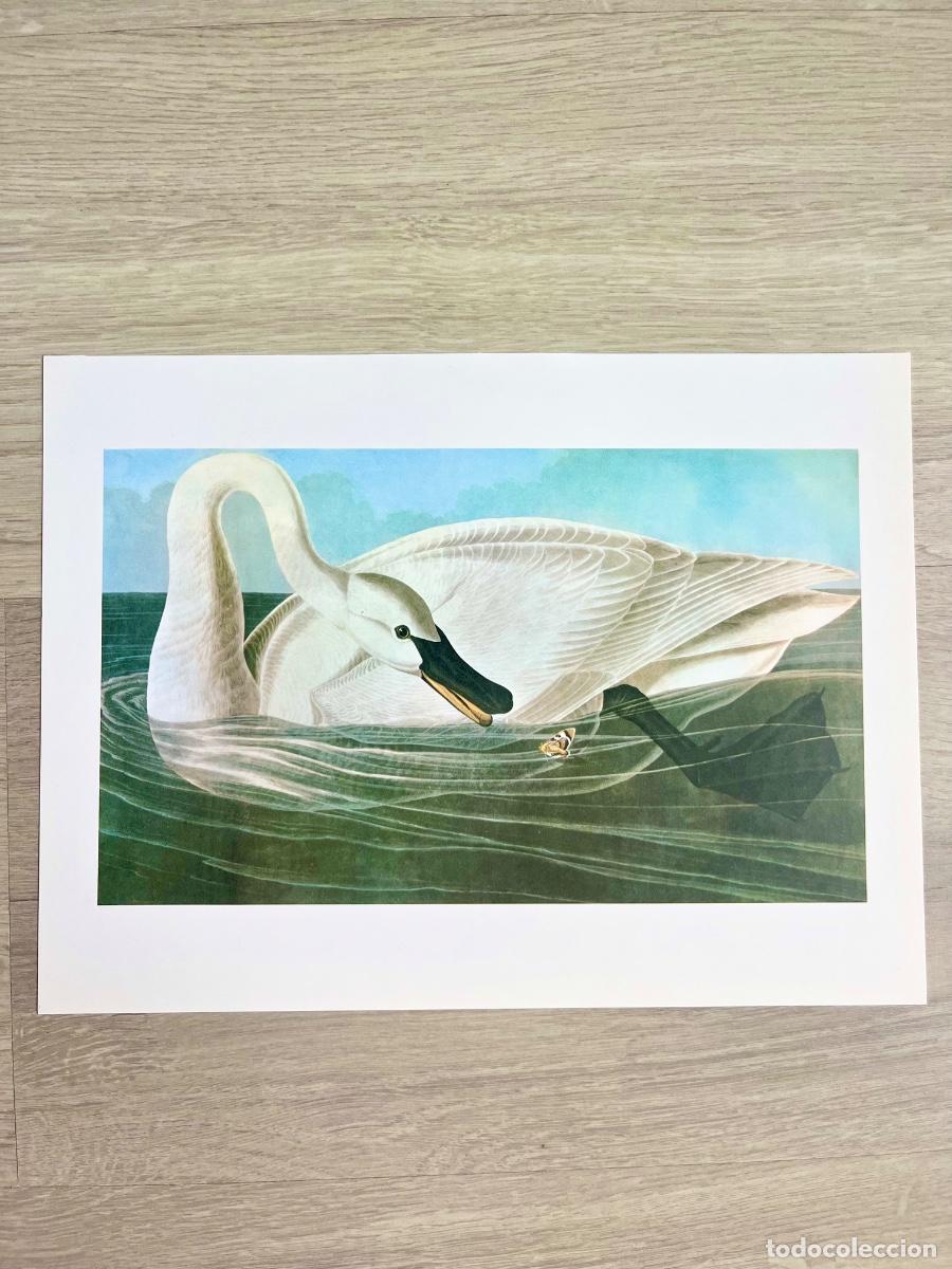 Arte: L&aacute;mina AveJohn James Audubon - Ed. 1979