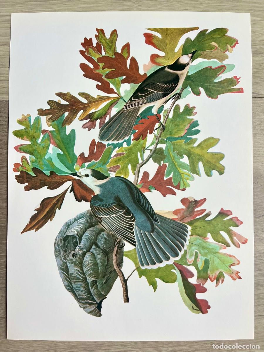 Arte: L&aacute;mina Ornitolog&iacute;a John James Audubon - Ed. 1979