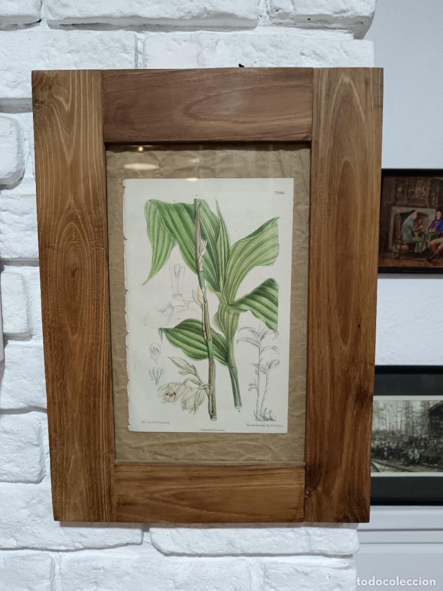 Arte: ANTIGUA L&Aacute;MINA DE HERBOLARIO INGLESA, ENMARCADA