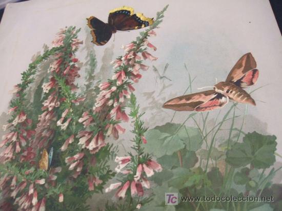 Arte: LITOGRAFIA - MARIPOSAS - Foto 1
