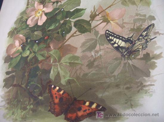 Arte: LITOGRAFIA - MARIPOSAS - Foto 1