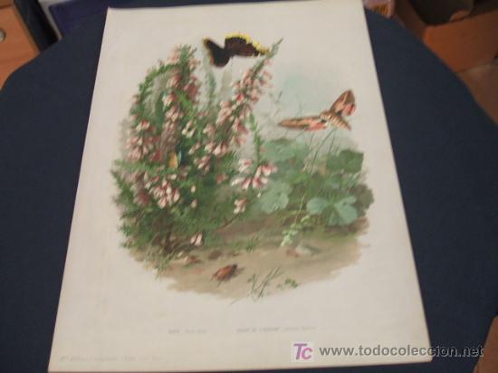 Arte: LITOGRAFIA - MARIPOSAS - Foto 2