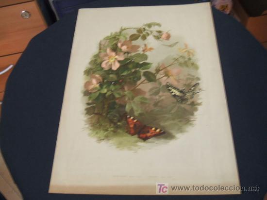 Arte: LITOGRAFIA - MARIPOSAS - Foto 2