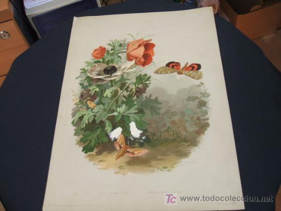 Arte: LITOGRAFIA - MARIPOSAS - SPHINX DE LA VIGNE - Foto 2