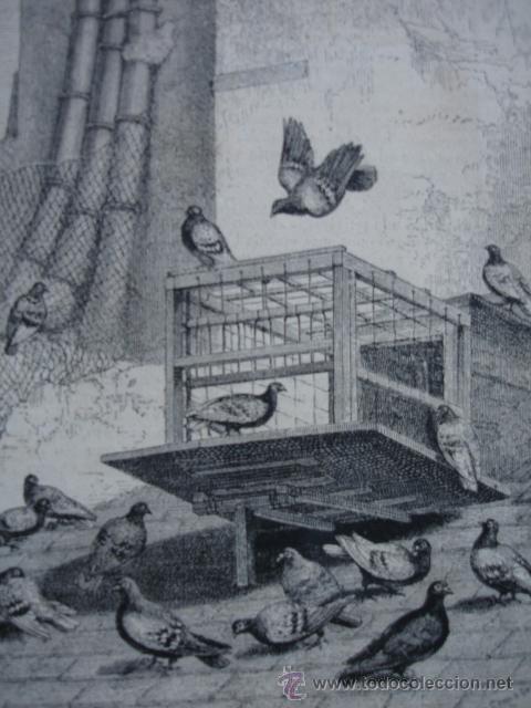 Arte: PARIS PALOMAR DE ROOSEBEKE 1874